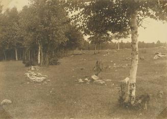 Clearing with Rocks and Stump