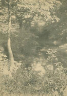 Tree and Plants