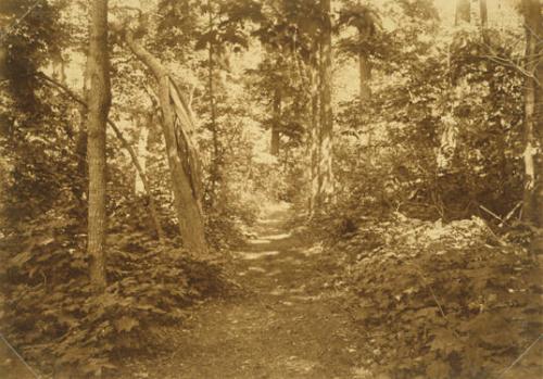 Leafy Path through Trees