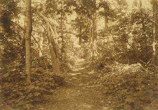 Leafy Path through Trees