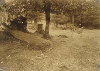 Fallen Tree and Uprooted Stump