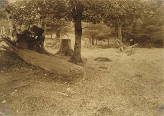 Fallen Tree and Uprooted Stump