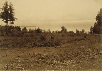 Clearing with Low Shrubs and Three Trees