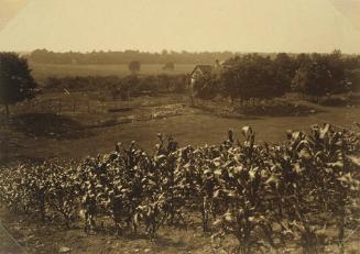 Cornfield Overlooking Farmhouse