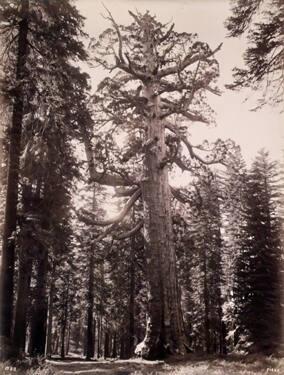 Grizzly Giant, Diameter 33 feet, Mariposa Grove