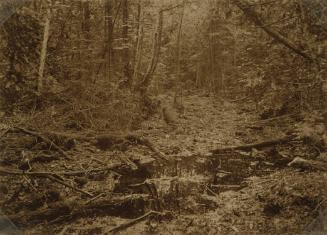 Leaves and Branches in River