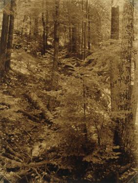 Fallen Tree in Copse