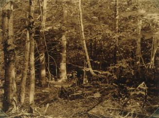 Fallen Tree Branches in Woods