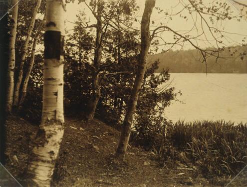 Reeds in Lake with Trees on Bank