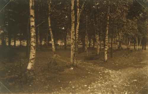 Path Leading to Forest Path