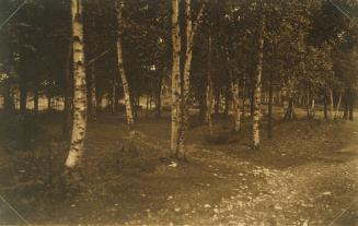 Path Leading to Forest Path