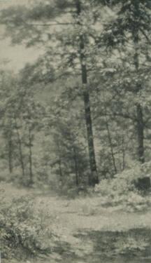 Trees and Shrubs along Road