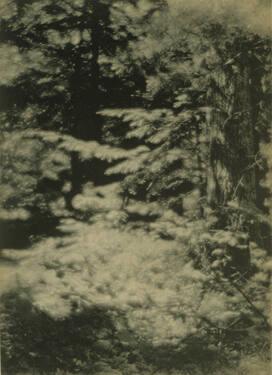 Trees with Strongly Lit Branches