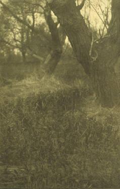 Tree Study, Chicago River