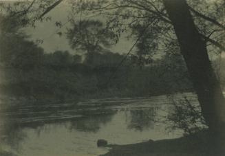 Tree on Riverbank