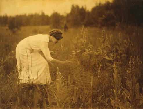 Among the Wildflowers