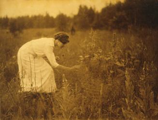 Among the Wildflowers