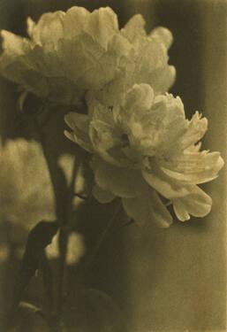 Peonies