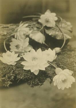 Flowers and Lily Pad