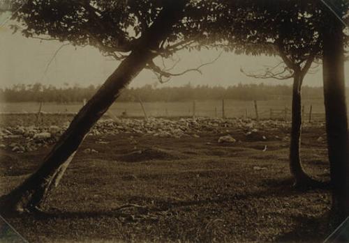 Trees, Fenced Pasture and Rocks