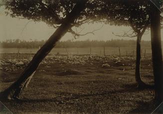 Trees, Fenced Pasture and Rocks
