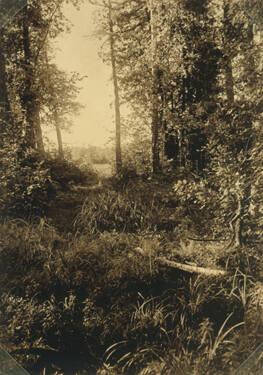 Sky Framed by Underbrush and Trees