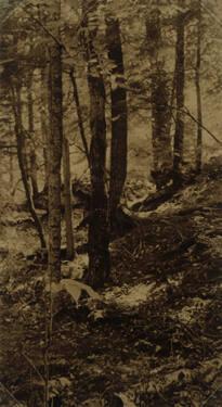 Trees and Leaves on Hillside