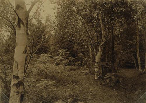 Saplings and Trees around Stump