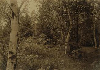 Saplings and Trees around Stump