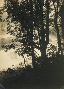 Trees and Lake