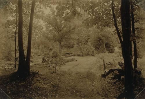 Road Leading into Woods