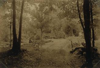 Road Leading into Woods