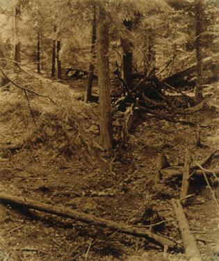 Forest Scene