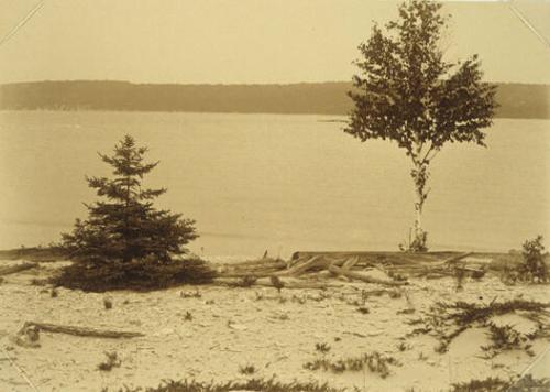 Trees and Drift Wood Overlooking Lake