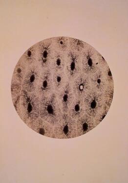 Photo Micrograph