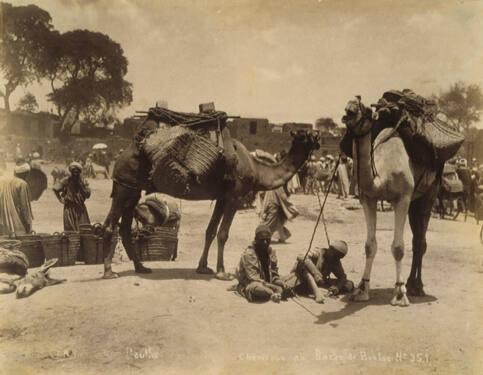 #351 Chameaux au Bazar de Boulac