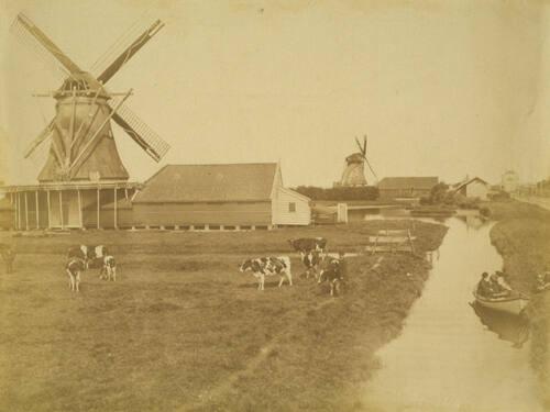 Cows and Windmills and Picnicers - Holland