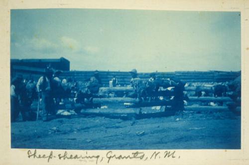 Sheep-Shearing, Grants, New Mexico