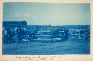 Sheep-Shearing at Grants, New Mexico. Instantaneous.