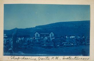 Sheep-Grazing, Grants, New Mexico. Instantaneous.