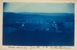 Sheep-Shearing, Grants, New Mexico. Instantaneous.