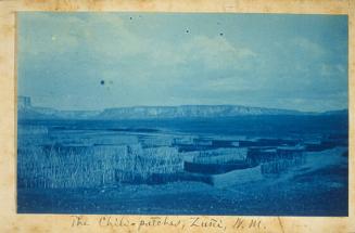 The Chili-Patches, Zuni, New Mexico