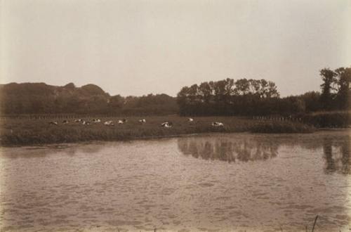 Landscape with Cows