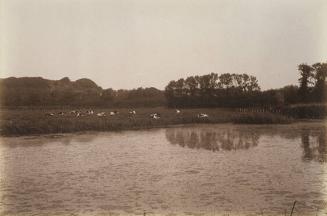 Landscape with Cows