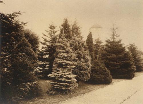 Study of Conifer Trees at Dutch Estate
