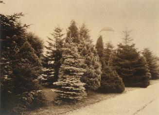 Study of Conifer Trees at Dutch Estate