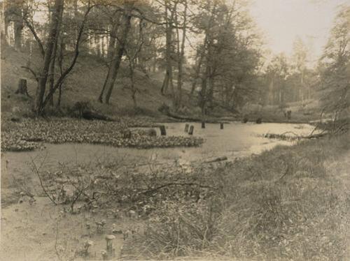 Forested Landscape with Pond