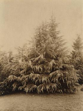 Study of a Conifer