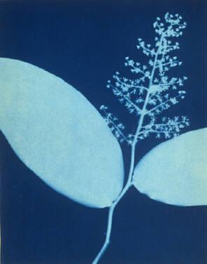 False Spikenard