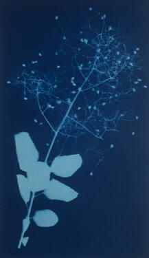 Plant Form (Wild Carrot or Queen Anne's Lace?)